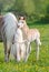 Little Haflinger horse foal nibbling at the mane of its mother