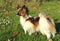 A little hairy dog stands on green grass with daisy flowers and leafes at sunset.