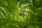 Little hairy jumping spider on a tree leaf