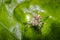 Little hairy jumping spider on a tree leaf