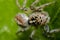 Little hairy jumping spider on a tree leaf