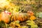 Little halloween pumpkins in the grass