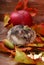 Little hamster in autumn scenery