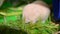 Little hamster eating green grass Small hamster with closed eyes mole rat eating