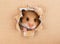 Little hamster looking up in cardboard