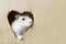 Little hamster looks through a hole in heart shape in cardboard box