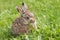 Little hare