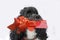 Little harlequin poodle with gift in his snout