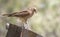 Little harrier walking on a cut trunk