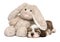 Little Havanese puppy sleeping with a rabbit plush toy