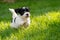 Little havanese puppy in a spring green garden