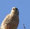 little hawk perched on a branch against a background of blue sky