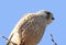 little hawk perched on a branch against a background of blue sky