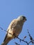 little hawk perched on a branch against a background of blue sky