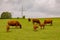 A little hed of brown cows and calves graze in a green meadow