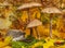 Little hedgehod with parasol mushrooms on forest autumnal background