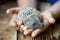 Little hedgehog in the children`s hands