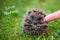 Little hedgehog close up touched by a woman