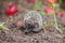 Little hedgehog on the ground, red apples in the background, the hedgehog