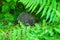 Little hedgehog hiding under bushes and ferns