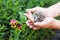 Little hedgehog in human hands against the backdrop of greenery