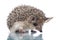 Little hedgehog isolate on white