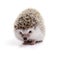 Little hedgehog looking forward on white background.