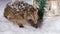 Little hedgehog searching for fodder in the snow