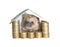 Little hedgehog sitting in the house of money isolated