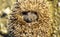 Little hedgehog unrolling, uncurling or unfolding. Close-up view of a hedgehog ball defending himself. Animal themes. Portrait of