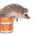 Little hedgehog in wooden bucket.