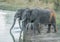 Little herd of Elephants drinking in the Kruger National Park.