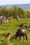 Little herd of zebraz and wildebeests in Ngorongoro crater. Tanzania, Africa