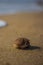 Little Hermit crab on beach sand waves. Hermit crab hiding inside of shell