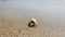 Little hermit crab with beautiful shell crawling on sand beach to sea