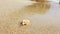 Little hermit crab with beautiful shell crawling on sand beach to sea