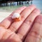 Little hermit crab on palm
