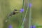 Little hermit hovering next to violet flower, bird in flight, caribean Trinidad and Tobago, natural habitat, beautiful hummingbird