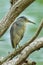 Little Heron (Butorides striata)