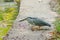 Little Heron, Butorides striata By the pool,