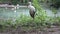 Little Heron Near The Pond