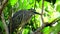 Little Heron Perched On A Tree Branch