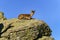 Little Hispanic goat resting on top of a large rock on a sunny day in the Sierra de Guadarrama, Spain.