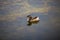 Little Hoary -headed Grebe swimming in the lake.