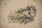 Little hole on the beach, sand surface by Ghost crab Ocypode macrocera digged to make it home, with the sand bubbler.