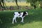 Little holstein calf walks in the shade under willow and locust trees