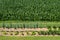 Little home rural vegetable garden in front of a large corn field