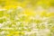 A little honey bee collecting pollen on wild flowers,  spring blossom