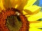Little honey bee standing on a sunflower