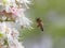 Little honeybee collects nectar